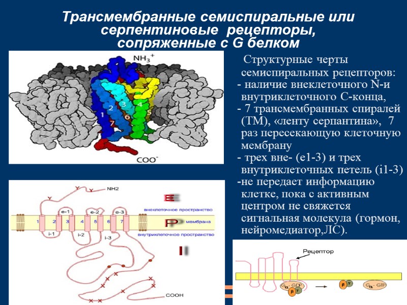 Трансмембранные семиспиральные или серпентиновые  рецепторы,  сопряженные с G белком   